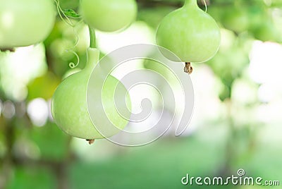 Close up green bottle gourd or calabash gourd on branch, selective focus Stock Photo