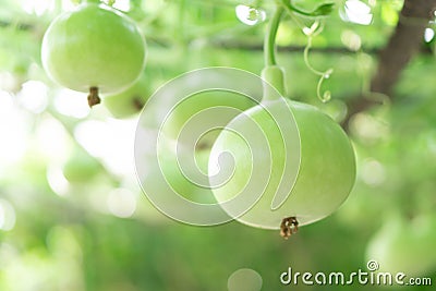 Close up green bottle gourd or calabash gourd on branch, selective focus Stock Photo