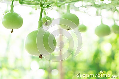 Close up green bottle gourd or calabash gourd on branch, selective focus Stock Photo