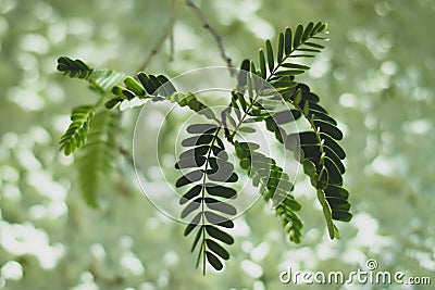 Green leaves on green background Stock Photo