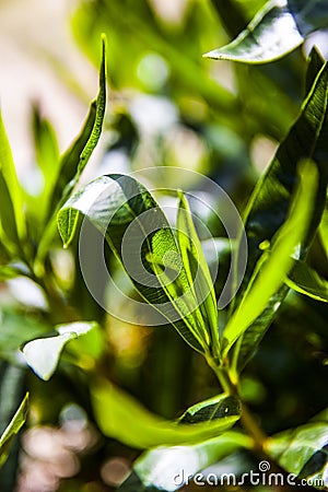 Close up of green bush leaf Stock Photo