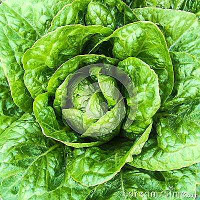 Close-up of green butterhead lettuce Stock Photo