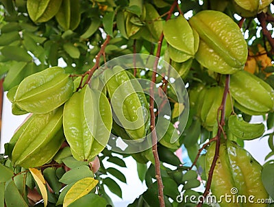 Close-up on the green carambola Organic fruit The fruit that is useful on the tree is fresh. Stock Photo