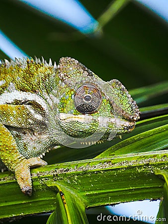 Close-up of a Green Chameleon perching on palm tree leaf in Mauritius Stock Photo