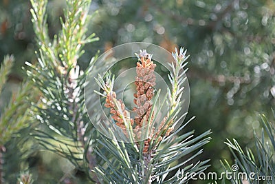 Close-up of a green conifer on the right side of the picture. Small pine cones at the end of the branches. Stock Photo