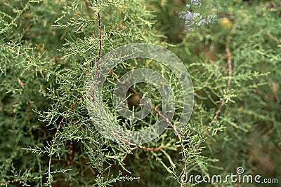 Close up green coniferous tree branches thuja Stock Photo