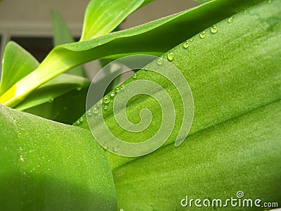 Close up of a Green Dendrobium Orchid foliage Stock Photo