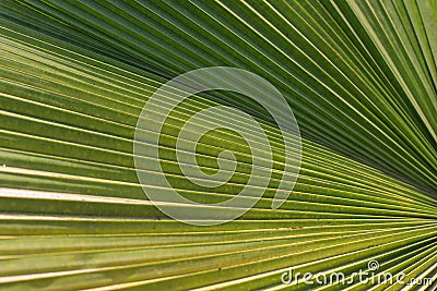 Close up of green detailed palm leaf abstract background in selective focus Stock Photo