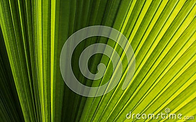 Close up of green detailed palm leaf abstract background in selective focus Stock Photo