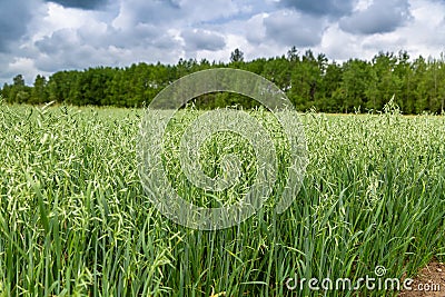 Green ears of oats on the field Stock Photo