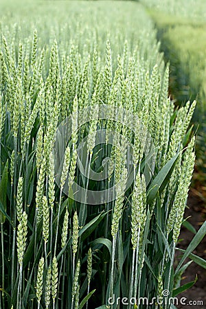 Green ears of young winter wheat Stock Photo