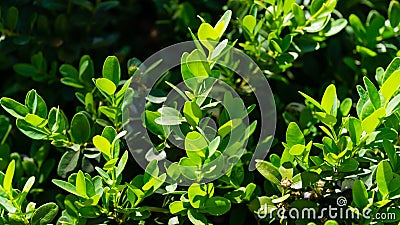 Close-up of green foliage of boxwood Buxus microphylla, the Japanese box or littleleaf box in Arboretum Park Stock Photo