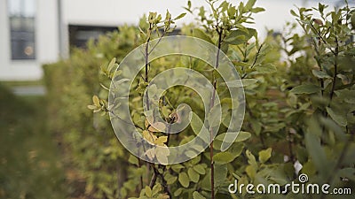 Close up of green foliage moving in the wind in the city street. Action. Hedge row and the building on the background. Stock Photo