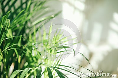 Green fresh tropical houseplant palm leaves with blurred light and shadow wall background Stock Photo