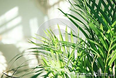 Green fresh tropical houseplant palm leaves with blurred light and shadow wall background Stock Photo