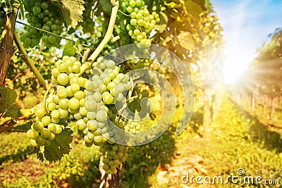 Close up on green grapes in a vineyard Stock Photo