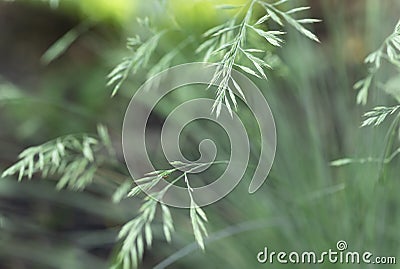 Close-up of green grass on a blurred background in the garden. creeping insect on a branch. Stock Photo