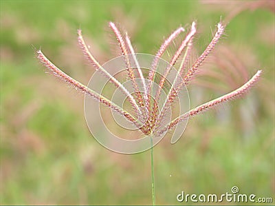 Close up of green grass of Chloris virgata plants in garden with blurred background ,macro image ,sweet color for card design Stock Photo