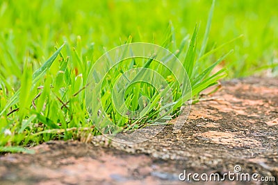 Close up green grass grown Stock Photo