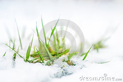 Close-up of green grass sprout through snow cover. Beginning of spring. End of Winter. Nature awakening concept Stock Photo