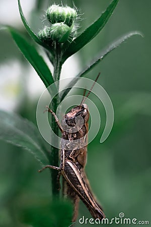 Close-up of a green grasshopper. Grasshopper on the grass. Stock Photo