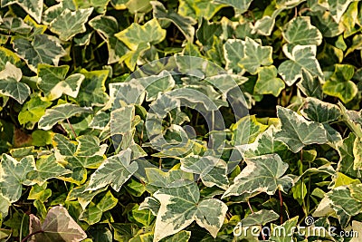 Close-up green ivy Hedera helix Goldchild carpet. Original texture of natural greenery. Background of elegant leaves. Stock Photo