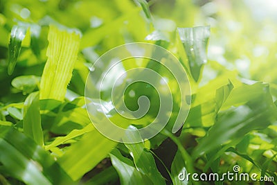 Close-up on a green lawn for background, The morning sun shining on a green grass natural background texture. Stock Photo