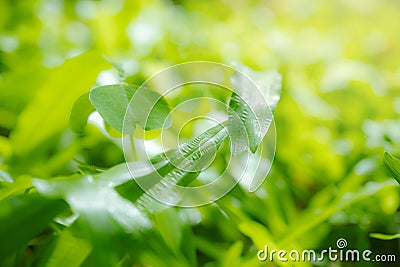 Close-up on a green lawn for background, The morning sun shining on a green grass natural background texture Stock Photo