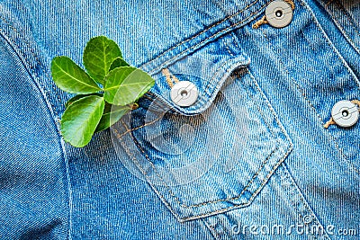 Close-up of a green leaf in a blue denim jacket pocket. A concept of sustainable slow fashion, circular economy, eco friendly Stock Photo