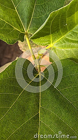 Close up of green leaf of the figs plant Stock Photo