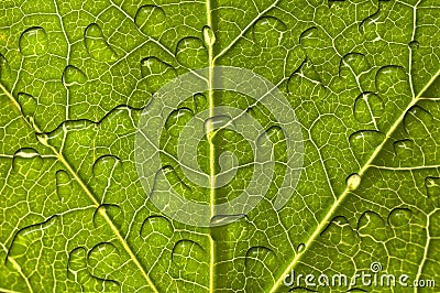 Close up of a green leaf with raindrops Stock Photo