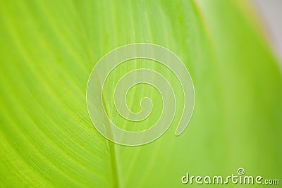 Close up green leaf texture background, nature and ecology concept Stock Photo