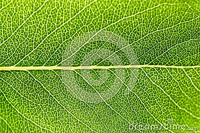 Close-up green leaf texture. Macro detail of fresh plant leaf with branching of veins and structure. Backlight. Abstract natural b Stock Photo