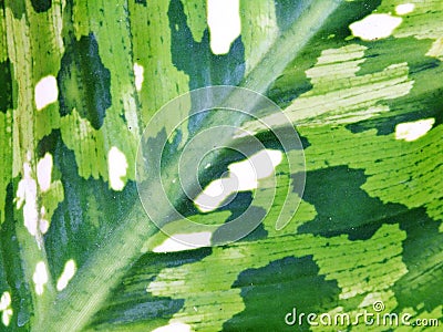 Green leave natur abtract background Stock Photo