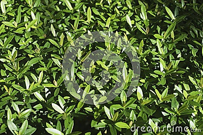 Close up green leave of the Rubiaceae tree for texture or background. Stock Photo