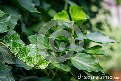 Close-up green leaves English ivy Hedera helix, European ivy. Original texture of natural greenery Stock Photo