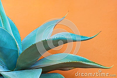 Close up green leaves of Foxtail Agave Stock Photo