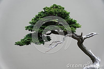 Close up of the green leaves of Hinoki False Cypress bonsai tree Stock Photo