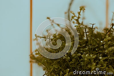 Close-up of green leaves. Landscaping at home and office Stock Photo