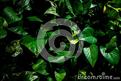 Close up of green leaves with light at night Stock Photo