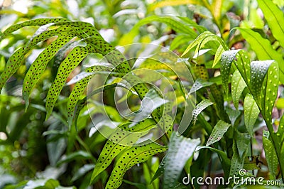 Close-up of a green leaves of Polypody Family, Polypodiaceae with Back light Stock Photo