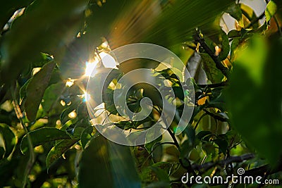 The close-up of green leaves with sunbeam in the midst of leaves. Stock Photo