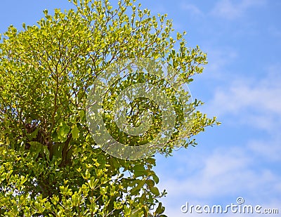 green leaves on the Terminalia ivorensis tree Stock Photo