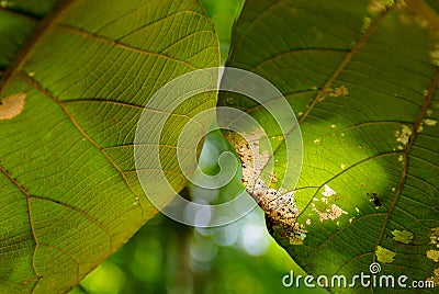 Close up of green leaves texture under natural light with sunbeam spot , shallow dept of field and bokeh Stock Photo