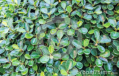 Close up of Green Leaves on The Tree in The Forest with Sunlight Shade and Water Drop after Raining used as Nature Background Stock Photo