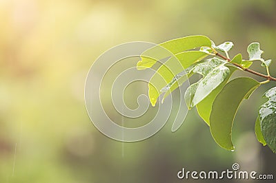 Close-up green leaves with yellow sunlight and defocus bokeh background during the rain. Stock Photo