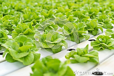 Close up Green lettuce in hydroponic farm background Stock Photo