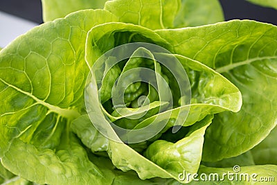 Close-up Green lettuce vegetables hydroponic Stock Photo