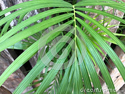 green long leaves branches palm tree texture Stock Photo