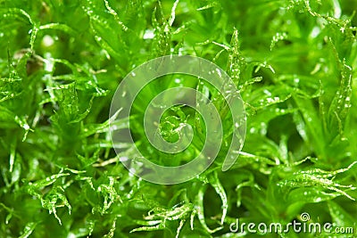 Close up of green moss Stock Photo